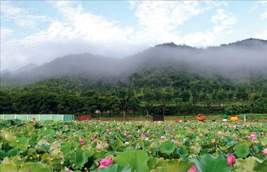 余村荷花池景色秀美。