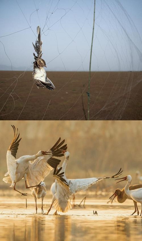 拼版圖片：圖為2011年和2023年鄱陽(yáng)湖區(qū)的變化，曾經(jīng)湖區(qū)內(nèi)分布有捕鳥(niǎo)網(wǎng)，如今人與自然和諧共生的理念深入人心。攝影：傅建斌 周海燕 制作：賈稀荃