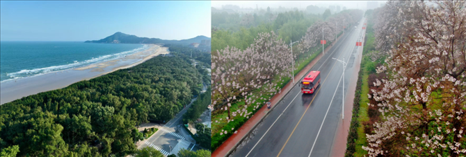 拼版照片：左圖為位于東山縣金鑾灣沿岸的木麻黃防護(hù)林帶（無(wú)人機(jī)照片，新華社記者 姜克紅 攝）；右圖為2021年4月20日在蘭考縣焦裕祿干部學(xué)院附近拍攝的泡桐花（無(wú)人機(jī)照片，新華社記者 郝源 攝）。