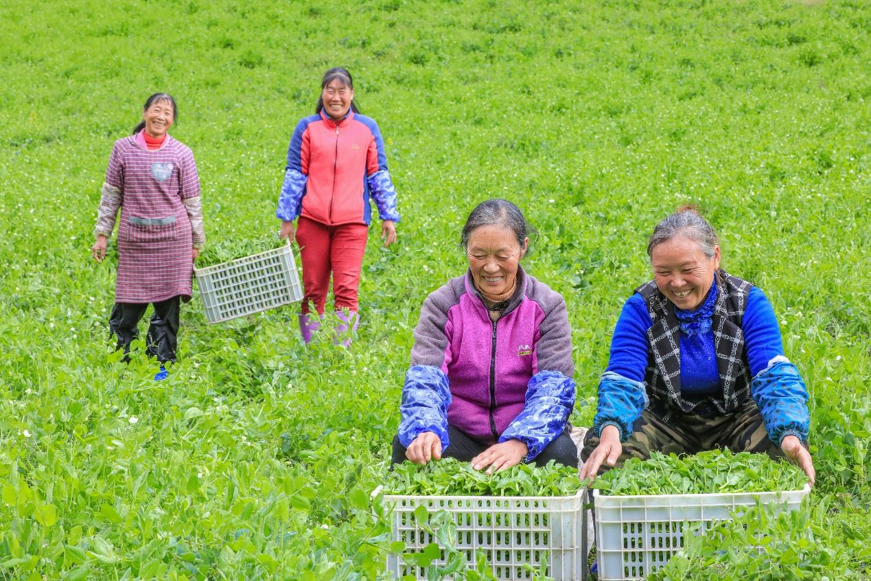 在四川省阿壩藏族羌族自治州馬爾康市馬爾康鎮(zhèn)納足村，當季蔬菜喜獲豐收，群眾正在忙著采收、裝箱供應市場。來源：人民圖片