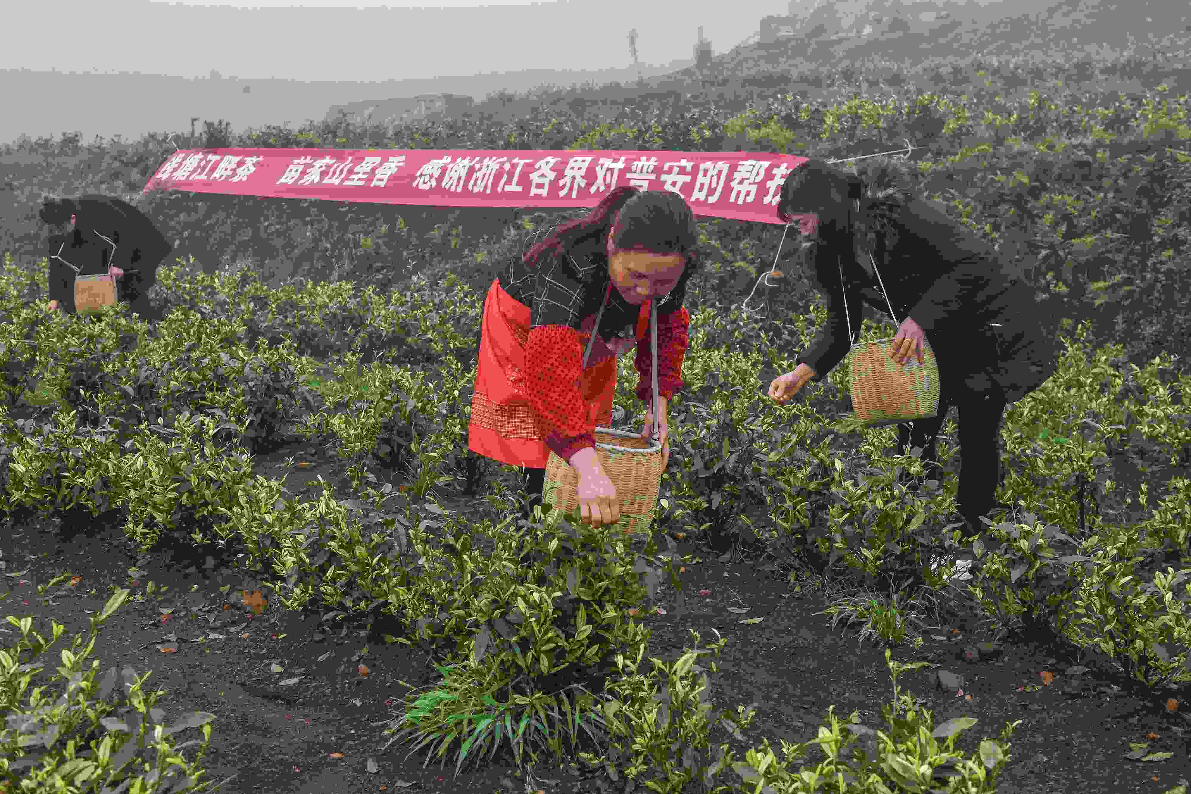 2021年4月14日，工人在貴州省黔西南州普安縣地瓜鎮(zhèn)屯上村“白葉一號(hào)”感恩茶園采茶。這片茶園由浙江省安吉縣捐贈(zèng)。