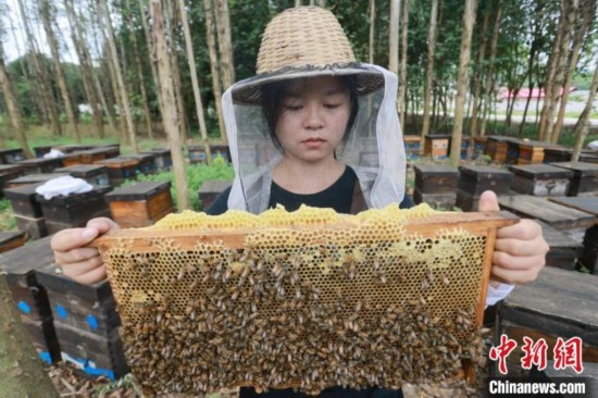 吳素英查看蜂蜜產(chǎn)蜜情況。湯曉逵 攝