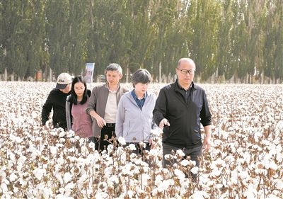李召虎團(tuán)隊(duì)成員在棉田了解試驗(yàn)情況。 受訪單位供圖