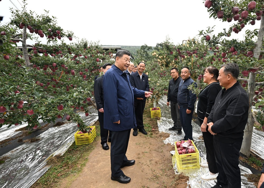 2024年9月11日，習(xí)近平在甘肅省天水市麥積區(qū)南山花牛蘋果基地考察時(shí)，走進(jìn)果林了解相關(guān)種植、技術(shù)和管理情況。習(xí)近平指出：“經(jīng)過(guò)70多年培育發(fā)展，花牛蘋果品牌更響亮了。要加強(qiáng)品種保護(hù)和培育，優(yōu)化種植方式，創(chuàng)新?tīng)I(yíng)銷模式，把這個(gè)特色產(chǎn)業(yè)做得更大，帶動(dòng)更多群眾增收致富?！? width=