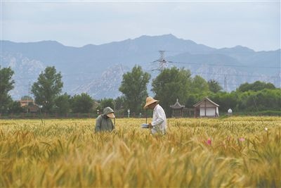 圖為中國農業(yè)大學師生在該校上莊實驗站開展小麥育種工作。馬文哲攝