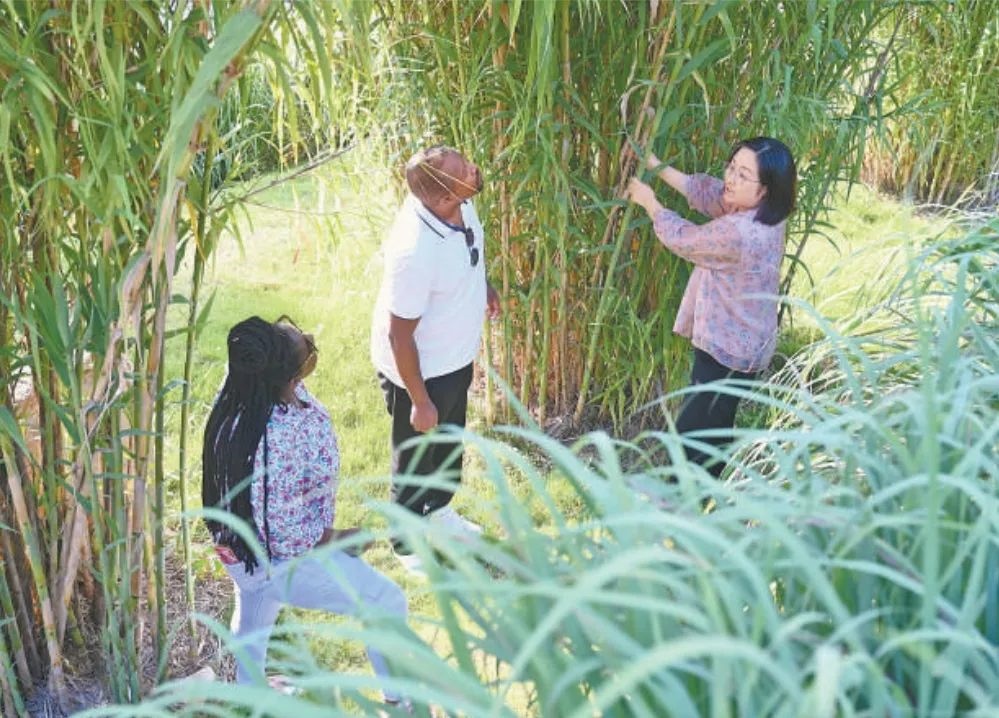 福建農(nóng)林大學(xué)國(guó)際菌草工程技術(shù)研究中心工作人員（右）在向盧旺達(dá)留學(xué)生介紹菌草品種“綠洲1號(hào)”蘆竹的生長(zhǎng)情況。新華社記者 林善傳 攝