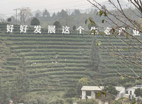 景寧畬族自治縣澄照鄉(xiāng)三石村馬嶺頭茶葉基地。劉軍國攝