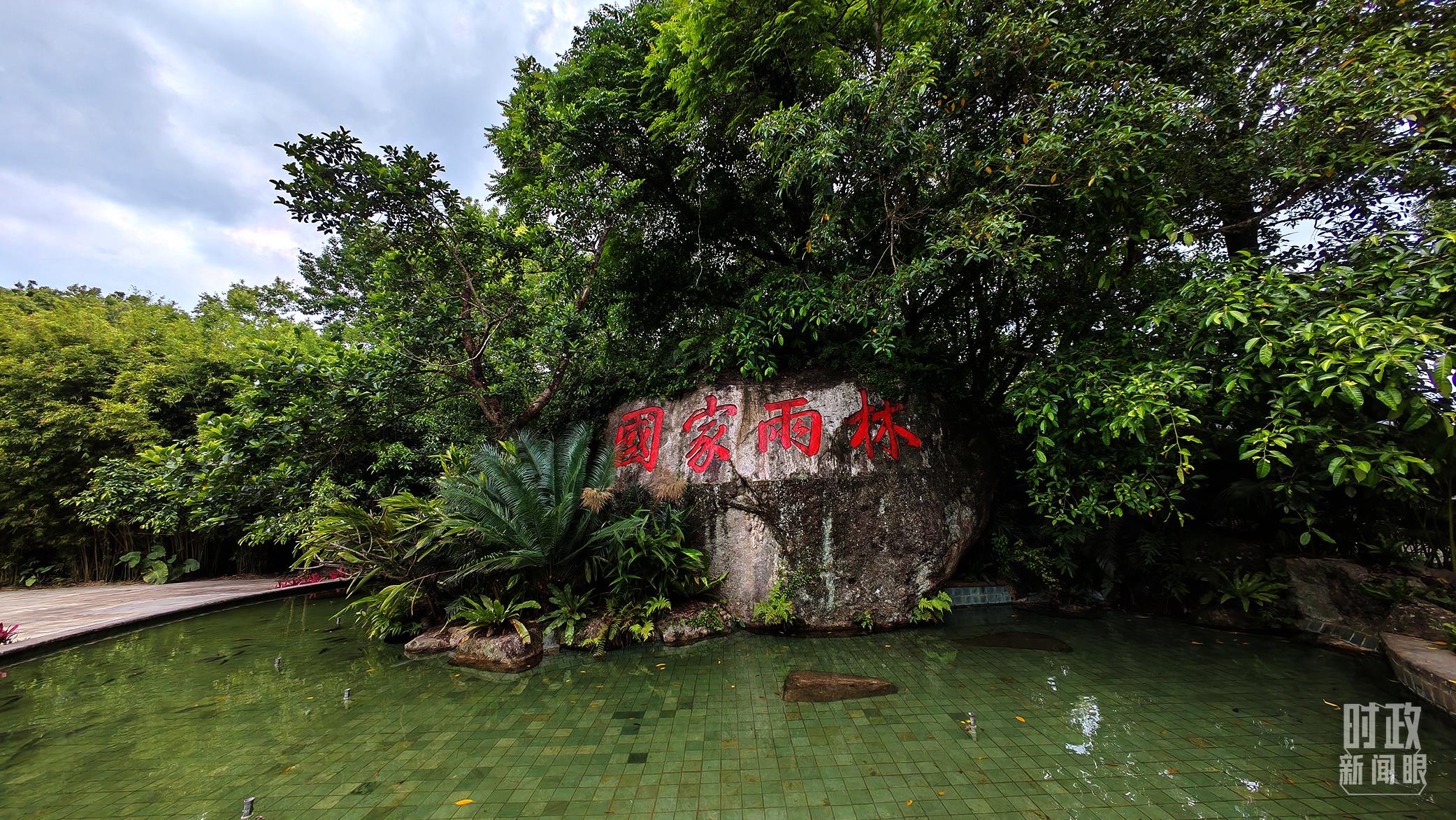 海南熱帶雨林國家公園。（總臺央視記者彭漢明拍攝）