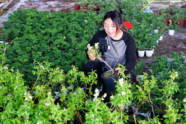2024年4月27日，在山東省惠民縣姜樓鎮(zhèn)立冉果蔬種植合作社，工作人員在直播賣藍(lán)莓苗。新華社記者 郭緒雷 攝