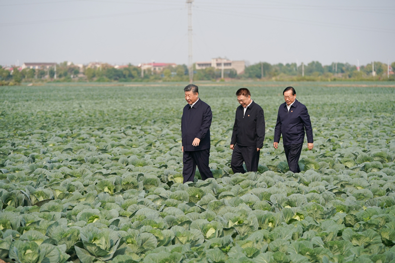 2024年11月5日，習(xí)近平總書記在湖北嘉魚潘家灣鎮(zhèn)十里蔬菜長(zhǎng)廊考察。