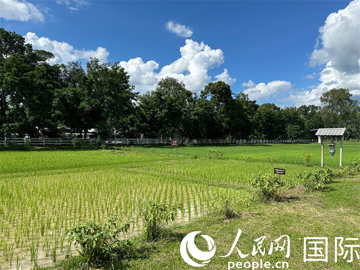 泰國沙功那空省水稻種植示范基地。人民網(wǎng)記者 簡承淵攝