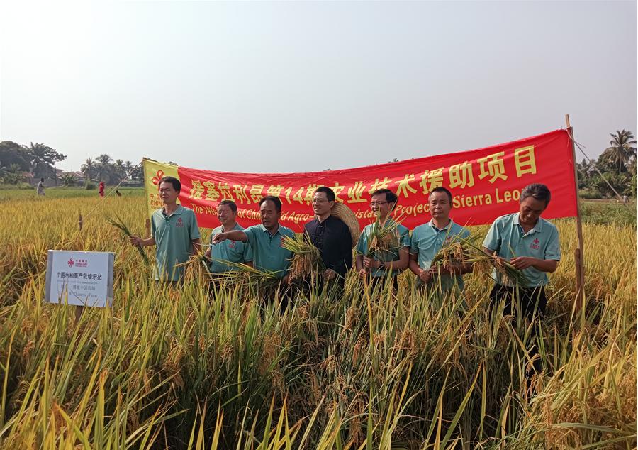 中國(guó)駐塞拉利昂大使王擎和援塞農(nóng)業(yè)專(zhuān)家組合影。中國(guó)援塞農(nóng)業(yè)專(zhuān)家組供圖