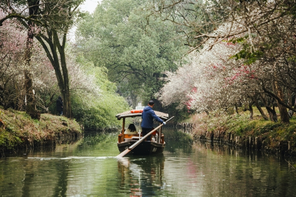 杭州西溪濕地，河岸梅花盛開。圖片來源：視覺中國