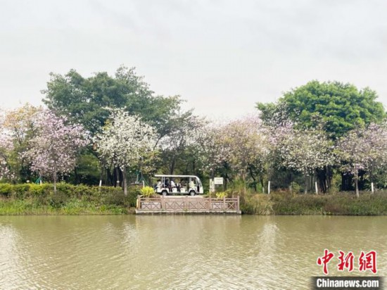 3月7日，廣州海珠國家濕地公園宮粉紫荊花海吸引游人。中新社記者 許青青 攝