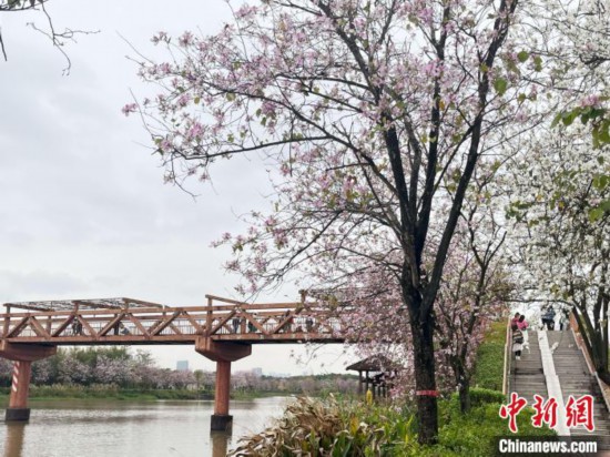 3月7日，廣州海珠國家濕地公園宮粉紫荊花海吸引游人。中新社記者 許青青 攝