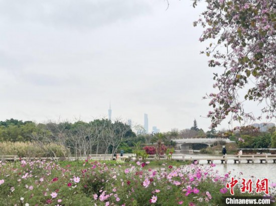 每年三月，廣州海珠國家濕地公園迎來最具標(biāo)志性的景觀之一——宮粉紫荊花海，公園內(nèi)的石榴崗河沿岸兩側(cè)，數(shù)千株宮粉紫荊綿延3.2公里，粉紅與粉白的花朵交織如云，頗為浪漫。據(jù)悉，宮粉紫荊因其耐濕性強(qiáng)、花期長的特性，是廣州海珠國家濕地公園生態(tài)修復(fù)的優(yōu)選樹種。近年來通過科學(xué)管養(yǎng)，花量相較往年明顯增加，盛花期持續(xù)近一個月時間，預(yù)計浪漫景致將延續(xù)至清明前。圖為3月7日，廣州海珠國家濕地公園宮粉紫荊花海吸引游人。中新社記者 許青青 攝