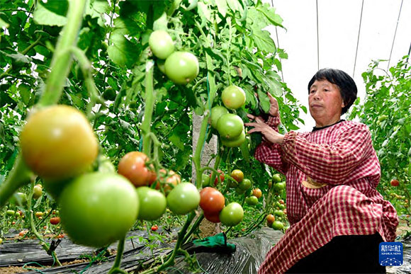 3月13日，在菏澤市鄆城縣張營街道，農(nóng)民在設(shè)施大棚里打理西紅柿。