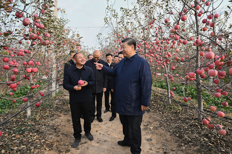 2022年10月26日，習近平總書記在陜西省延安市安塞區(qū)高橋鎮(zhèn)南溝村的蘋果園里同老鄉(xiāng)們親切交流。