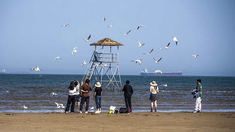 2024年5月12日，河北秦皇島，北戴河鴿子窩公園成群海鷗在天空中自由翱翔，與大海、藍(lán)天構(gòu)成了一幅美麗的畫(huà)卷。