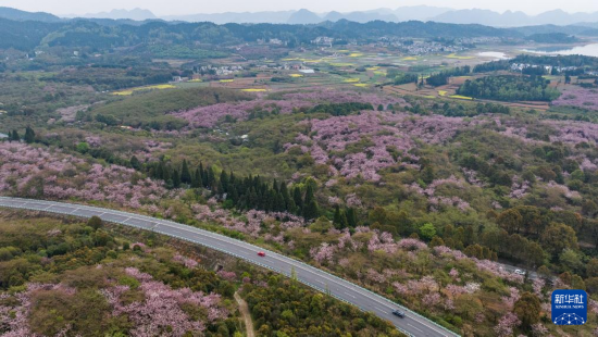 清鎮(zhèn)市紅楓湖鎮(zhèn)右二村旁的道路與花海相映（4月5日攝，無人機(jī)照片）。