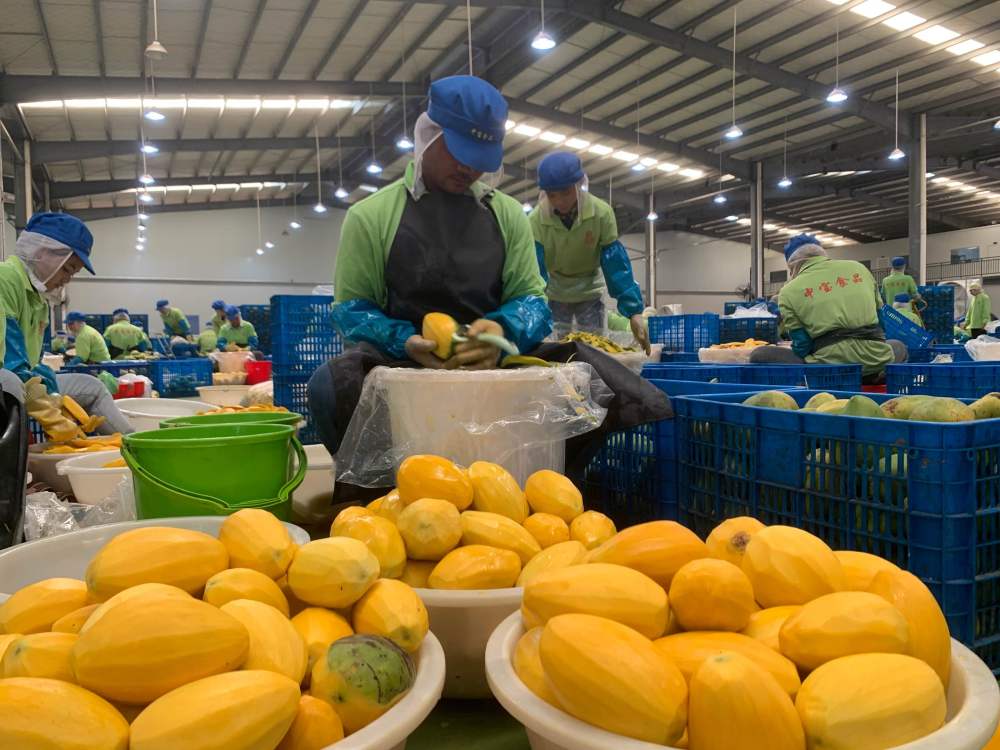 2023年3月7日，工作人員在柬埔寨磅士卑省的中寶（柬埔寨）食品科技有限公司處理芒果。自區(qū)域全面經(jīng)濟(jì)伙伴關(guān)系協(xié)定（RCEP）生效實(shí)施以來(lái)，柬埔寨的農(nóng)產(chǎn)品正在更加便利地進(jìn)入中國(guó)市場(chǎng)。