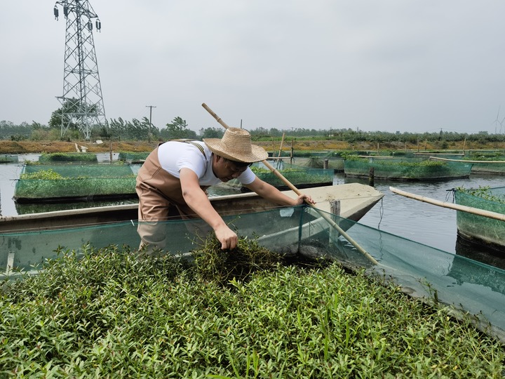 陳樹在湖北省仙桃市剅河鎮(zhèn)余腦村黃鱔繁育基地觀察黃鱔長勢。新華社記者宋立崑 攝